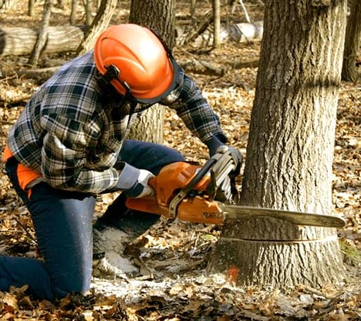 Tree Removal in Sandstone, MN